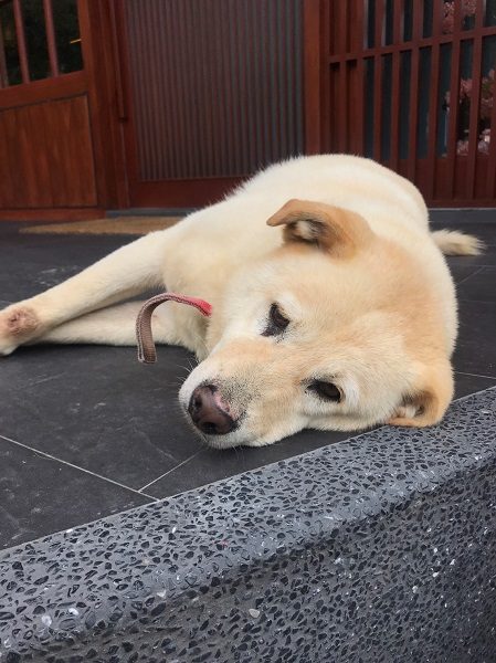 環山雅築 Mountain Lodge ワンちゃん